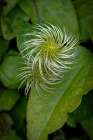 USA, Colorado, Fort Collins. Close-up of exotic flower. Art Print